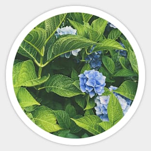 Blue Flowers Sticker